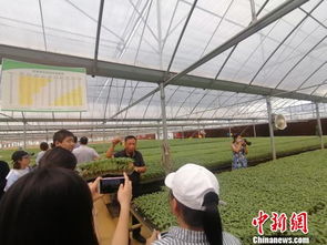 遼寧鐵嶺發展綠色農業 打造 鐵字號 農產品品牌