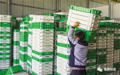 菜園子里種出幸福花 新野縣施庵鎮農產品蔬菜基地