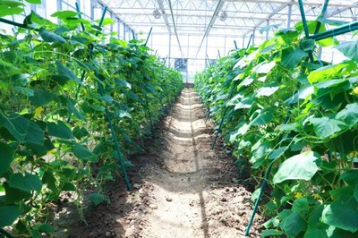 彩食鮮農業合作基地獲中國良好農業規范GAP一級認證,樹立高標準基地標桿