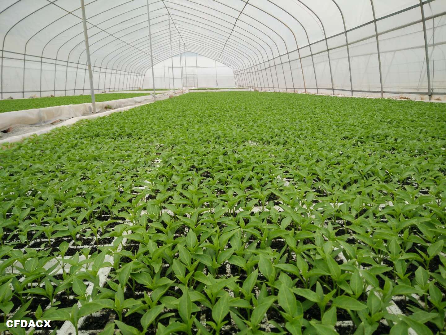 貴州一品紅農(nóng)業(yè)開(kāi)發(fā)