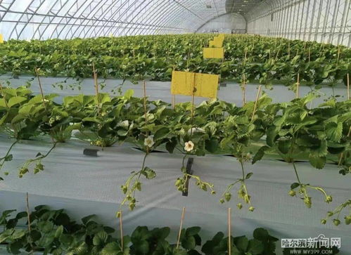 2022,我們的鄉(xiāng)村振興路丨阿城 高架 草莓如約上市,蹚出精品農(nóng)業(yè)發(fā)展路