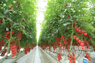 中荷智慧農(nóng)業(yè)產(chǎn)業(yè)園西海岸開建,打造全國(guó)樣本園區(qū)