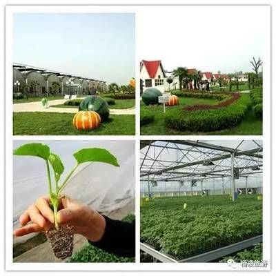 楊凌農(nóng)科金牌旅游聯(lián)盟之景區(qū)篇(三)--楊凌新天地農(nóng)業(yè)科技示范園