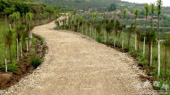 張家川縣農(nóng)業(yè)綜合開(kāi)發(fā)項(xiàng)目開(kāi)發(fā)出了 金山銀山