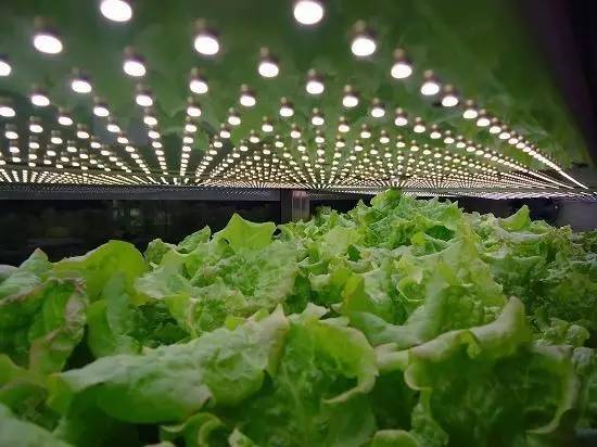 食品安全、植物工廠機(jī)械化與中藥健康、農(nóng)業(yè)休閑的融合——藥最網(wǎng)農(nóng)業(yè)開(kāi)發(fā)新視角