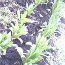 重慶藍(lán)鼎納米生理水施肥機(jī) 價(jià)格、圖片與產(chǎn)品詳情介紹