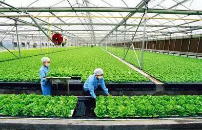 2017下半年這10個(gè)農(nóng)業(yè)項(xiàng)目補(bǔ)貼不能再錯(cuò)過(guò)！