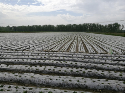 江漢明珠 多福多寶——走進(jìn)湖北特色美食鄉(xiāng)鎮(zhèn)天門多寶農(nóng)業(yè)開(kāi)發(fā)