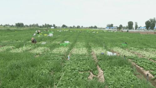 高臺現代農業 科技賦能，產業興旺，譜寫農業開發新篇章