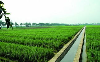 通星科技 以創(chuàng)新科技為農(nóng)業(yè)開發(fā)注入新動(dòng)能，驅(qū)動(dòng)“三農(nóng)”高質(zhì)量發(fā)展